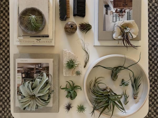 Holiday Hosting Gift Box Giant - 13ct -Tillandsia Air Plant Set - Live Arrival Guaranteed - House Plants for Home Decor & Gift