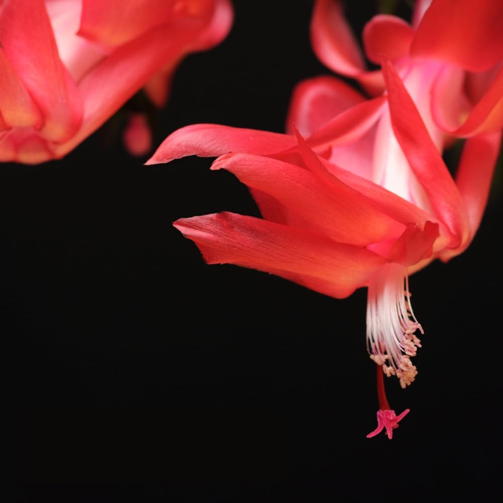 TriStar Plants - Thanksgiving Cactus - 4" inch Pot, Fasle Christmas Cactus, Easter Cactus, Holiday Plant, Winter Flowers, Christmas Plants, Winter Blooms (Caribbean Dancer)