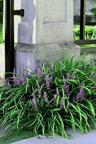 Emerald Goddess Liriope Muscari - 30 Live Plants - Drought Tolerant Low Maintenance Evergreen Ground Cover Grass