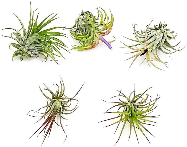 Air Plants - Tillandsia Ionantha Pack, Regular 1-3" - 5ct - Live Arrival Guaranteed - House Plants for Home Decor & Gift