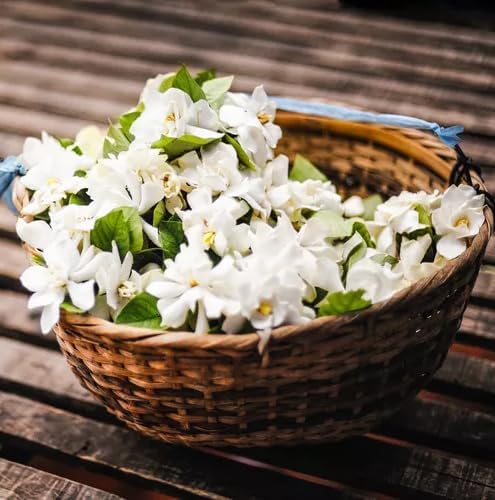 Night Blooming Jasmine Live Plant - Cestrum Nocturnum. Fragrant Flowering Shrub for Garden, Patio or Window (4 ngt.jas Cups)