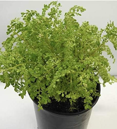 FRESCURA/FRESCURA Full Plant with ROOTH