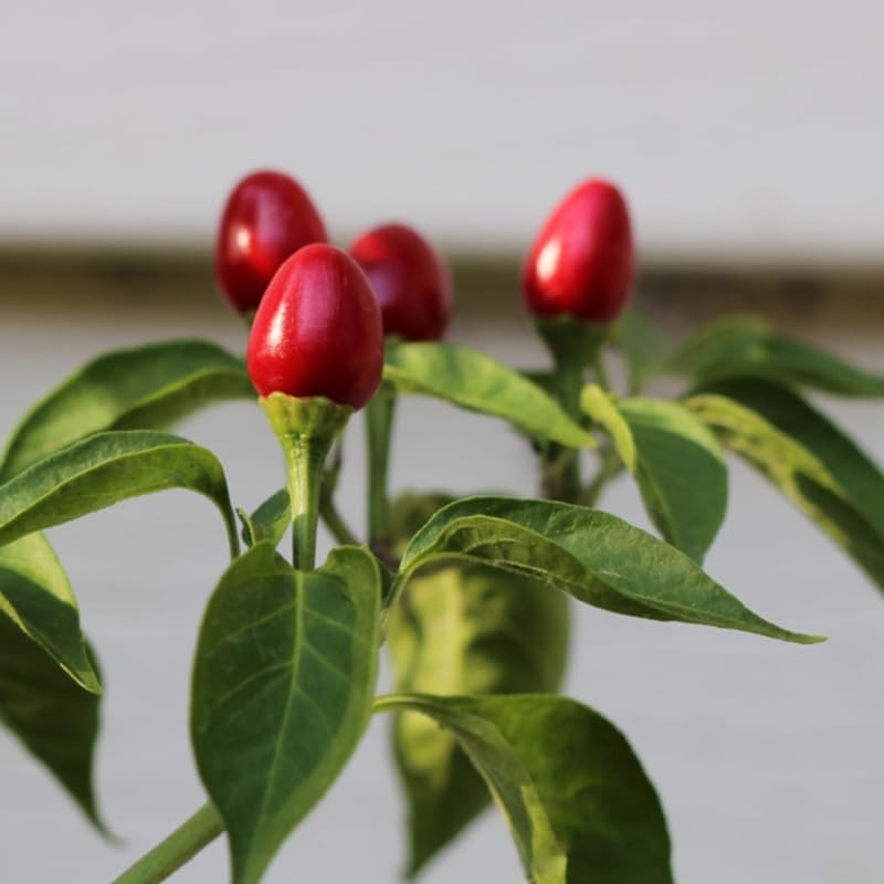 2 Hot Chile Chiltepin Pepper Plants Live, 120 Days Old Tepin Chili Pepper Plants, Chiltepin Pepper Live Plants for Planting