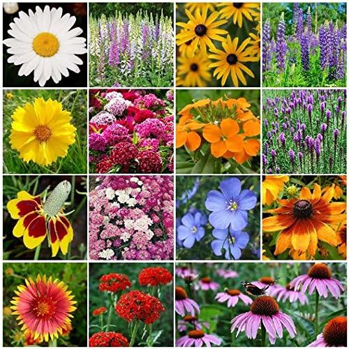 Dirt Goddess Super Seeds ~ All Perennial Wildflower Seed Mix (1/4 Lb) 84,000 Seeds Non GMO Bulk