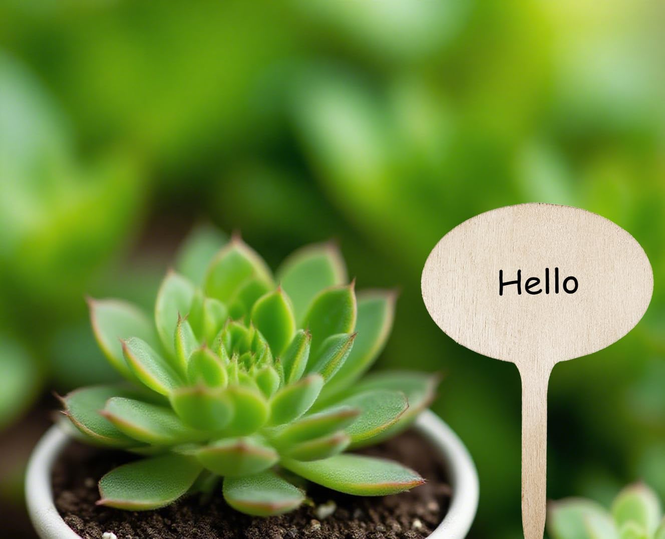 100 Pcs Wood Plant Labels, Natural Wooden Plant Marker Garden Sign Tags, T-Type Garden Markers for Succulents, Herbs, Seedlings, Potted, Flowers, Vegetables (Oval)