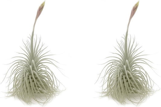 Live air Plant - Tillandsia Tectorum Air Plant 4-6" – 2ct – Unique Shape with Silvery Fuzz – Low Maintenance Houseplant – Perfect for Decor, Terrariums, Gifts - Live Arrival Guaranteed