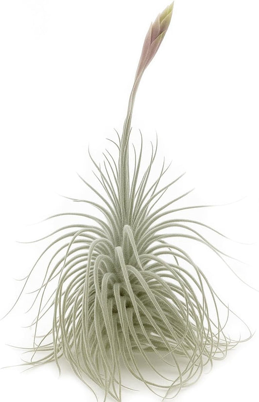 Live air Plant - Tillandsia Tectorum Air Plant 4-6" – 1ct – Unique Shape with Silvery Fuzz – Low Maintenance Houseplant – Perfect for Decor, Terrariums, Gifts - Live Arrival Guaranteed