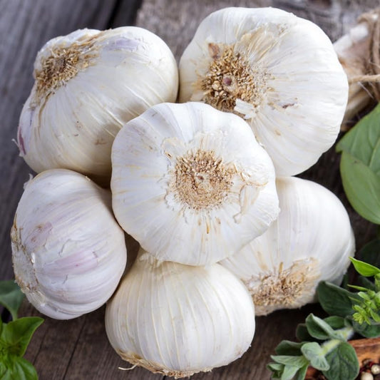 1 Pound Garlic for Planting in Fall Hardneck, 8 Music Garlic Bulbs for Planting, Fresh and High Yield Bulb Variety Pack, Hardy and Fast Growing