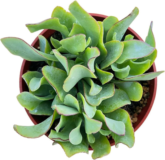 Live Succulents Ripple Jade (4-inch), Succulent Plants Fully Rooted in Pots with Soil, Easy-Care House Plant for DIY, Home Office Decor, Wedding Party Favor