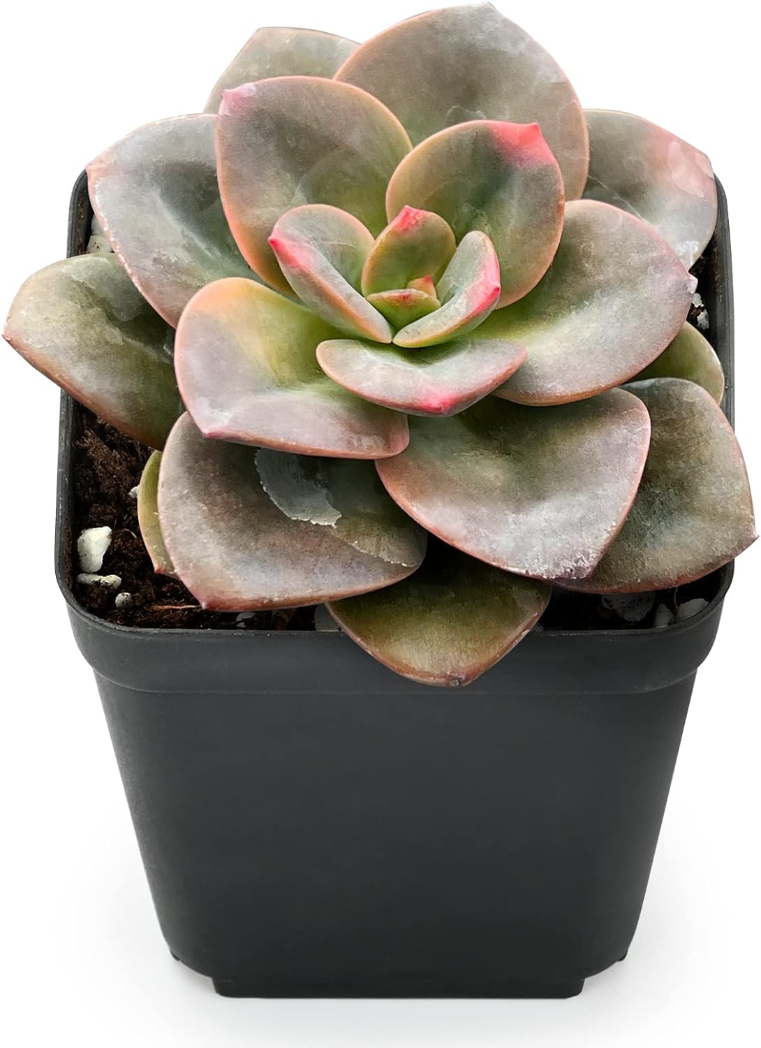 Sprout N Green 2in Echeveria Chroma, 1 Pack Rare Live Mini Succulent Plant Fully Rooted in Pot, Real House Plant for Indoor Outdoor Home Office Wedding Decoration DIY Projects Party Favor
