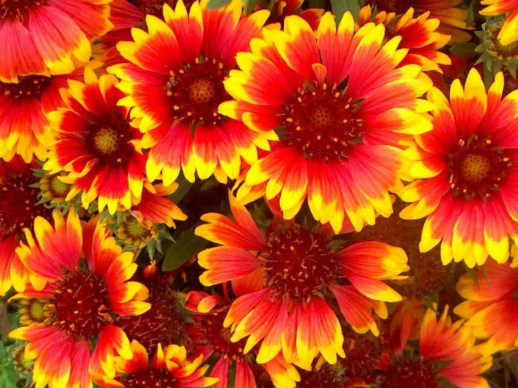 Non GMO Bulk Annual Gaillardia Blanket Flower Seed -Gaillardia pulchella (5 Lbs)