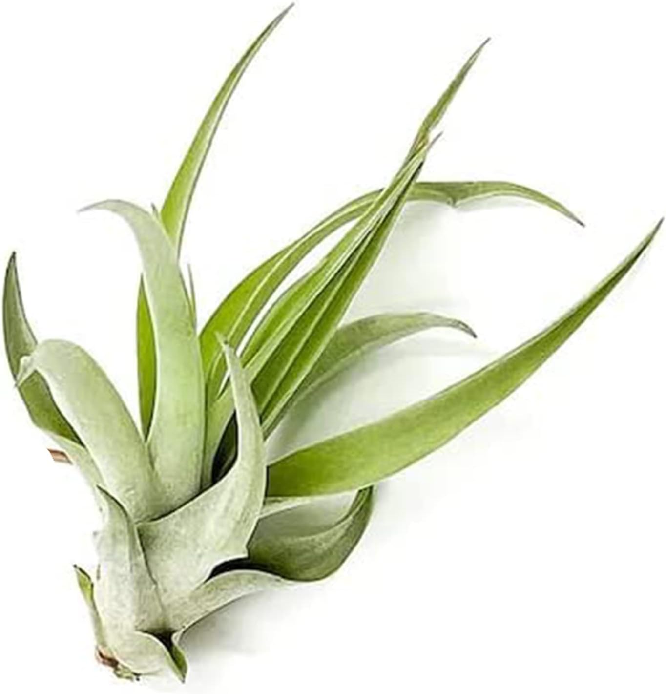 Air Plants - Tillandsia Capitata (Peach), Large 5-7” - 1 ct - Live Arrival Guaranteed - House Plants for Home Decor & Gift