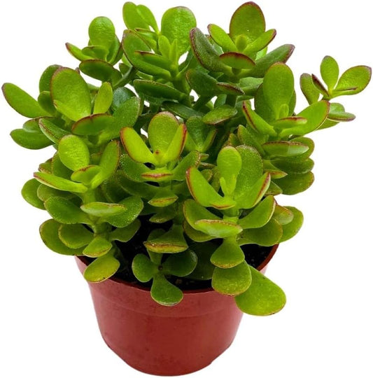BubbleBlooms Jade Succulent in a 4 inch Pot Crassula ovata