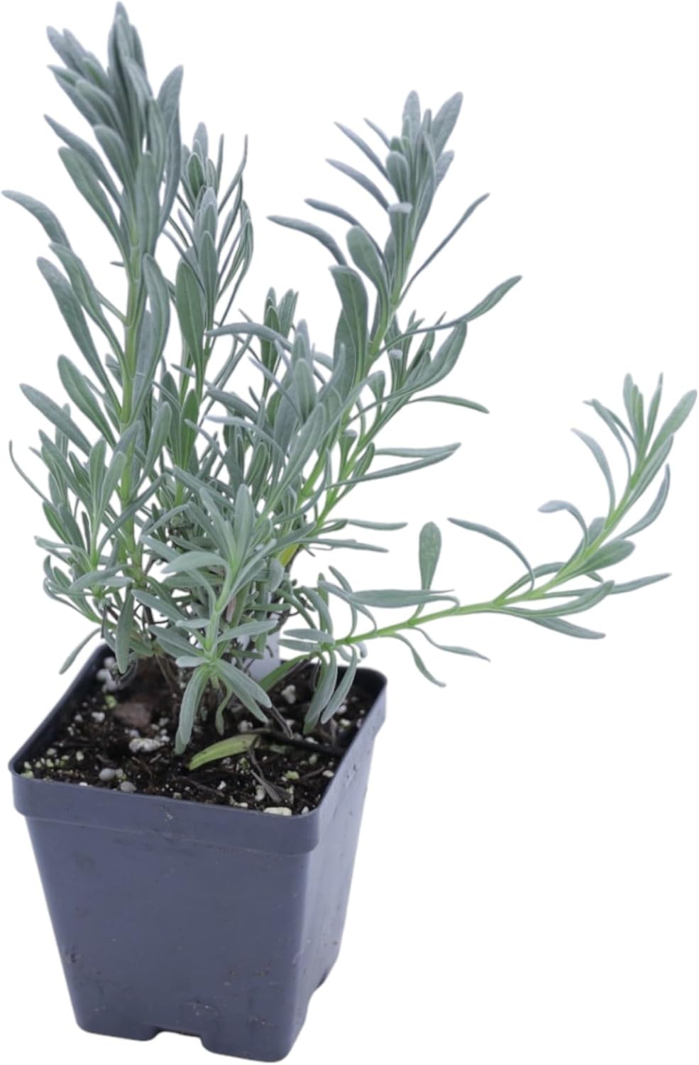 Greenwood Nursery: Live Perennial Plants - Provence Lavender + Lavandula x Intermedia - [Qty: 2X Pint Pots] - (Click for Other Available Plants/Quantities)