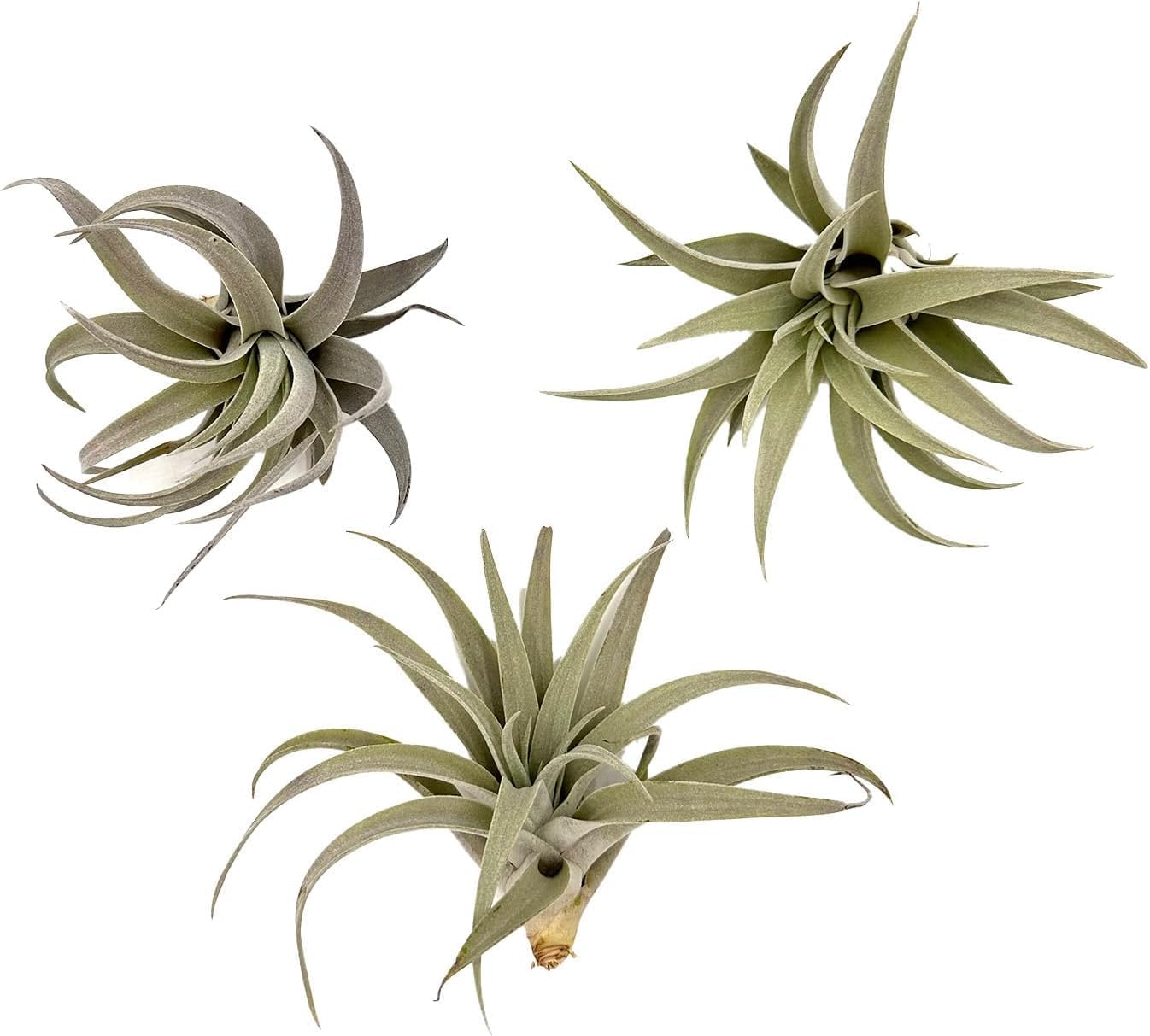 Air Plants - Flowering Tillandsia Harrisii, Large 3-5" - 3ct - Live Arrival Guaranteed - House Plants for Home Decor & Gift