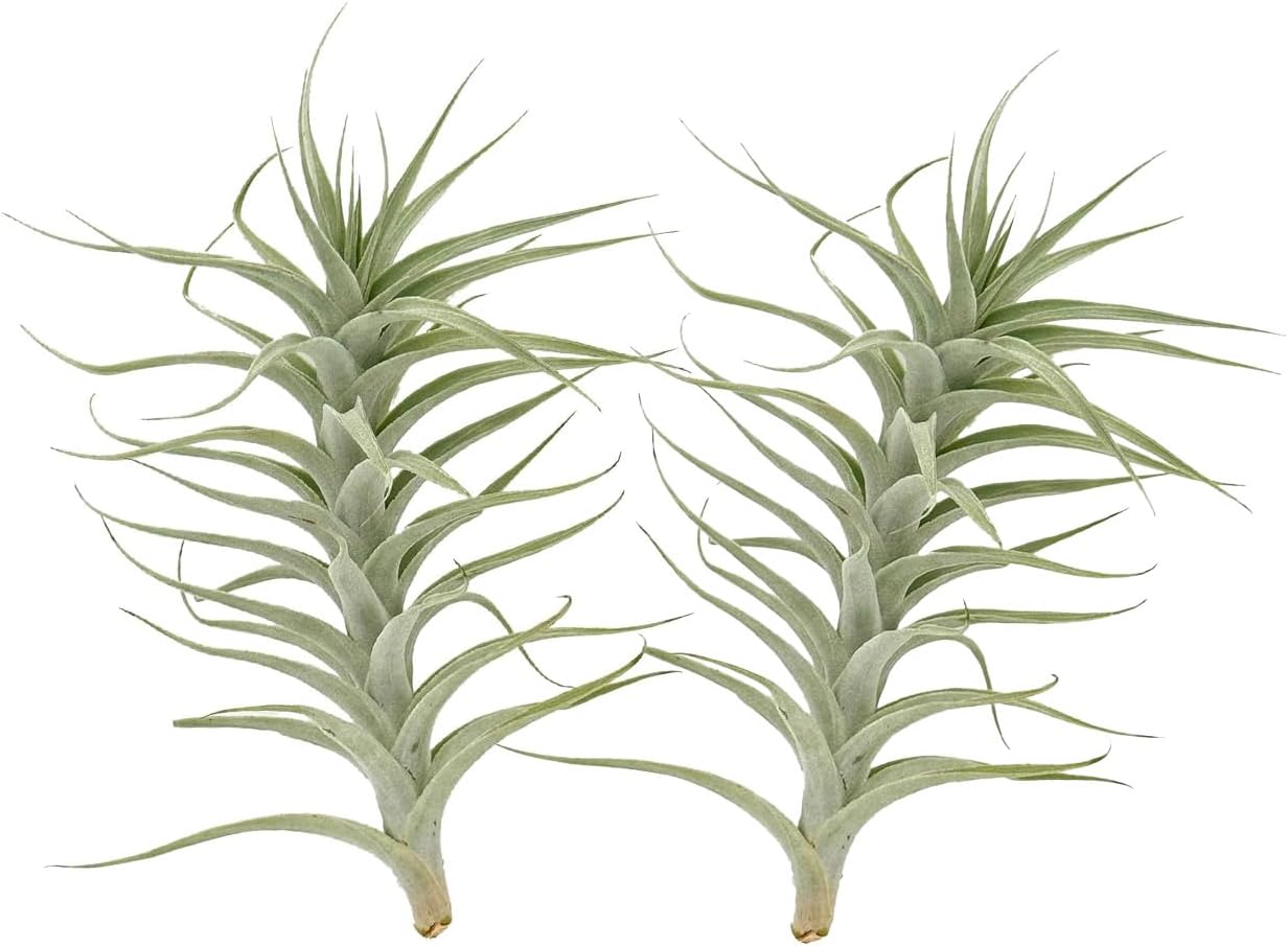 Live Air Plants - Tillandsia Albida 7-12" - 2ct – ragnaroc Live Indoor Plant - Live Arrival Guaranteed - House Plants for Home Decor & Gift