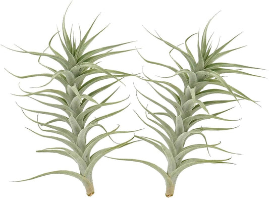 Live Air Plants - Tillandsia Albida 7-12" - 2ct – ragnaroc Live Indoor Plant - Live Arrival Guaranteed - House Plants for Home Decor & Gift