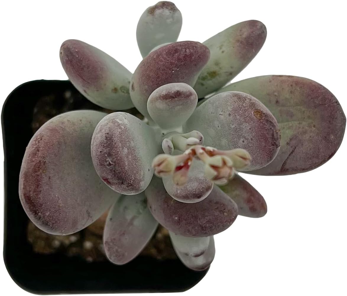 Sprout N Green Cotyledon Orbiculata cv., Rare Live Succulent Plant Fully Rooted in 2" Planter with Soil, Home Office Indoor Outdoor Wedding Decoration DIY Projects Party Favor