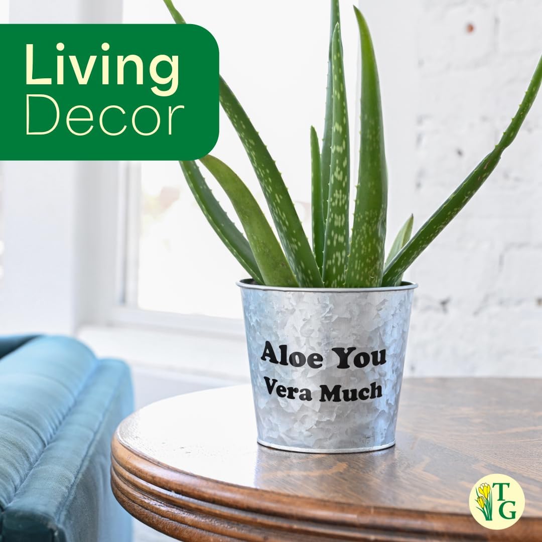 Thorsen's Greenhouse Aloe Vera, Live Indoor Plant, Aloe barbadensis, Easy to Grow, Succulent, Natural Air Purifier, 4" Diameter Pot (Copper)