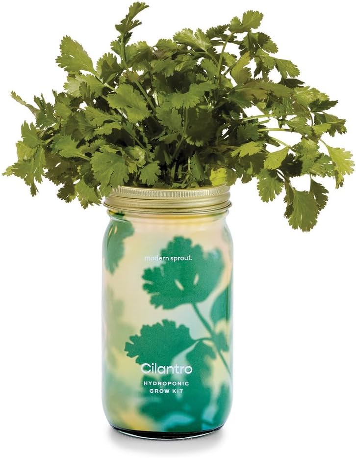 Modern Sprout Mason Garden Jar - Self-Watering Hydroponics Growing System Kit with Organic Herb Seeds - Jar Planter for Indoor Herb Garden - Seed Starter Kit - Home Decor & Gifting - Cilantro