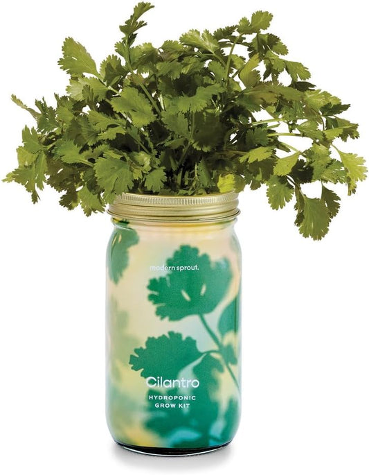 Modern Sprout Mason Garden Jar - Self-Watering Hydroponics Growing System Kit with Organic Herb Seeds - Jar Planter for Indoor Herb Garden - Seed Starter Kit - Home Decor & Gifting - Cilantro