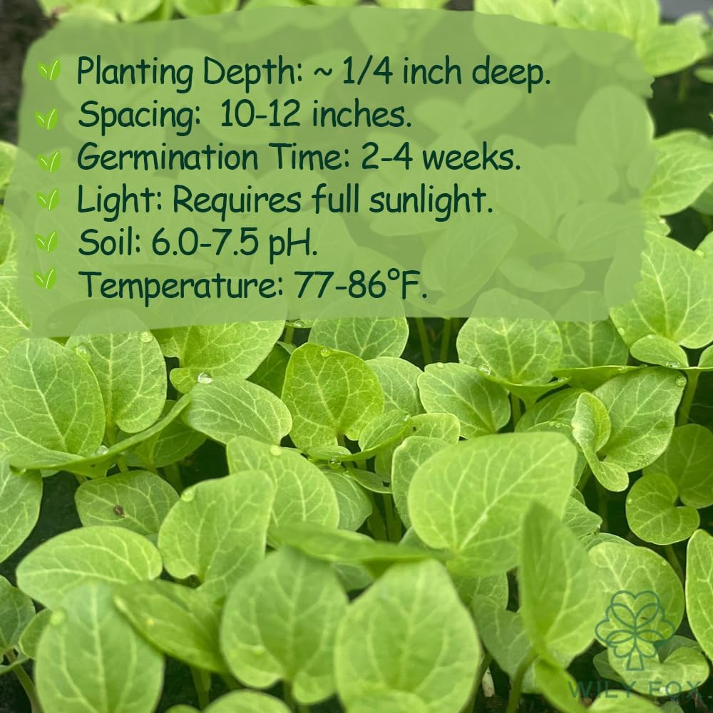 Premium Rare Hollyhock Seeds – 400+ Queeny Dwarf Hollyhock Flower Seeds – Non-GMO, Heirloom Perennial – Showy Blooms for Outdoor Planting (Queeny Hollyhock)