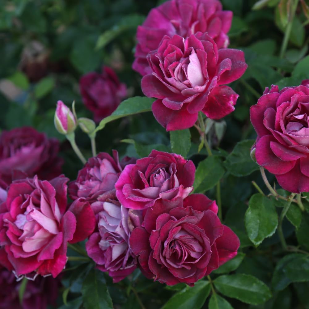 Heirloom Roses Rose Plant - Burgundy Iceberg™ Purple Rose Bush, Shrub Live Plant for Planting Outdoors