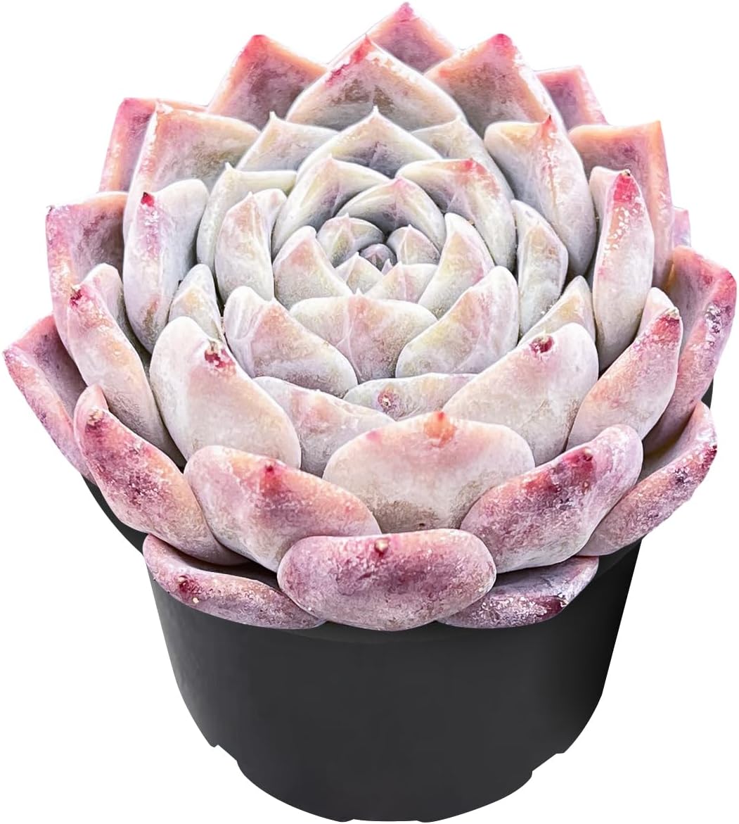 Live Succulent Echeveria 'White Bottle', Approx 2-inch Large, Potted Succulents, Fully Rooted, Easy Care House Plants