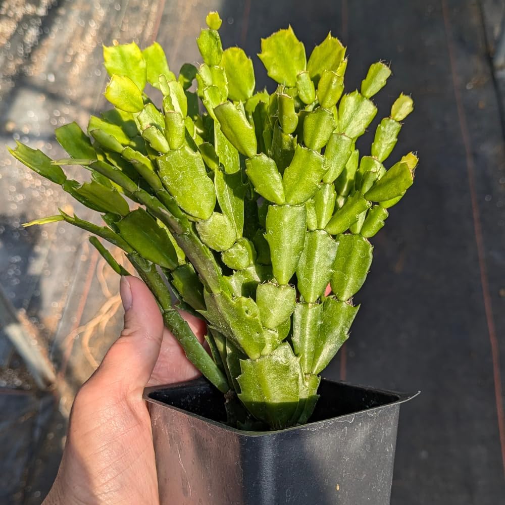 TriStar Plants - Thanksgiving Cactus - 4" inch Pot, Fasle Christmas Cactus, Easter Cactus, Holiday Plant, Winter Flowers, Christmas Plants, Winter Blooms (Purple Dancer)