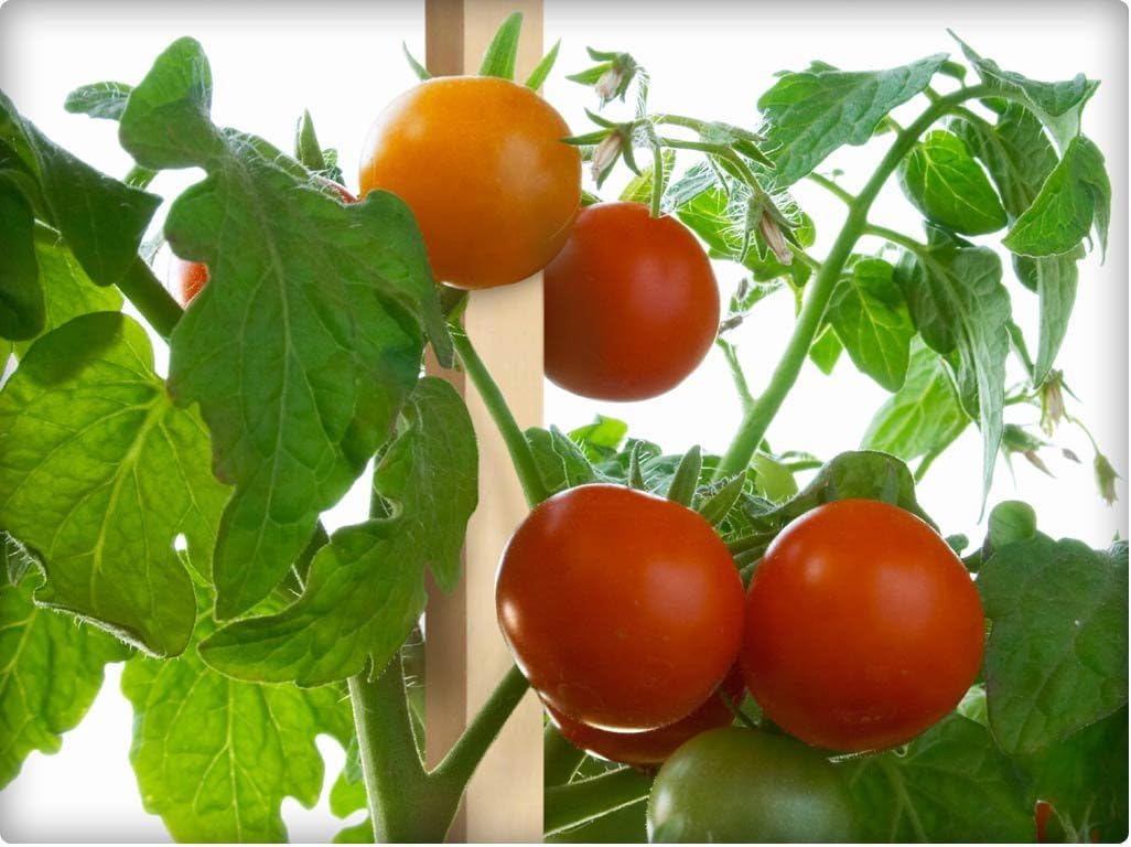 Greenes Fence 3 Ft. Wooden Garden and Sign Post Stakes (75-Pack)