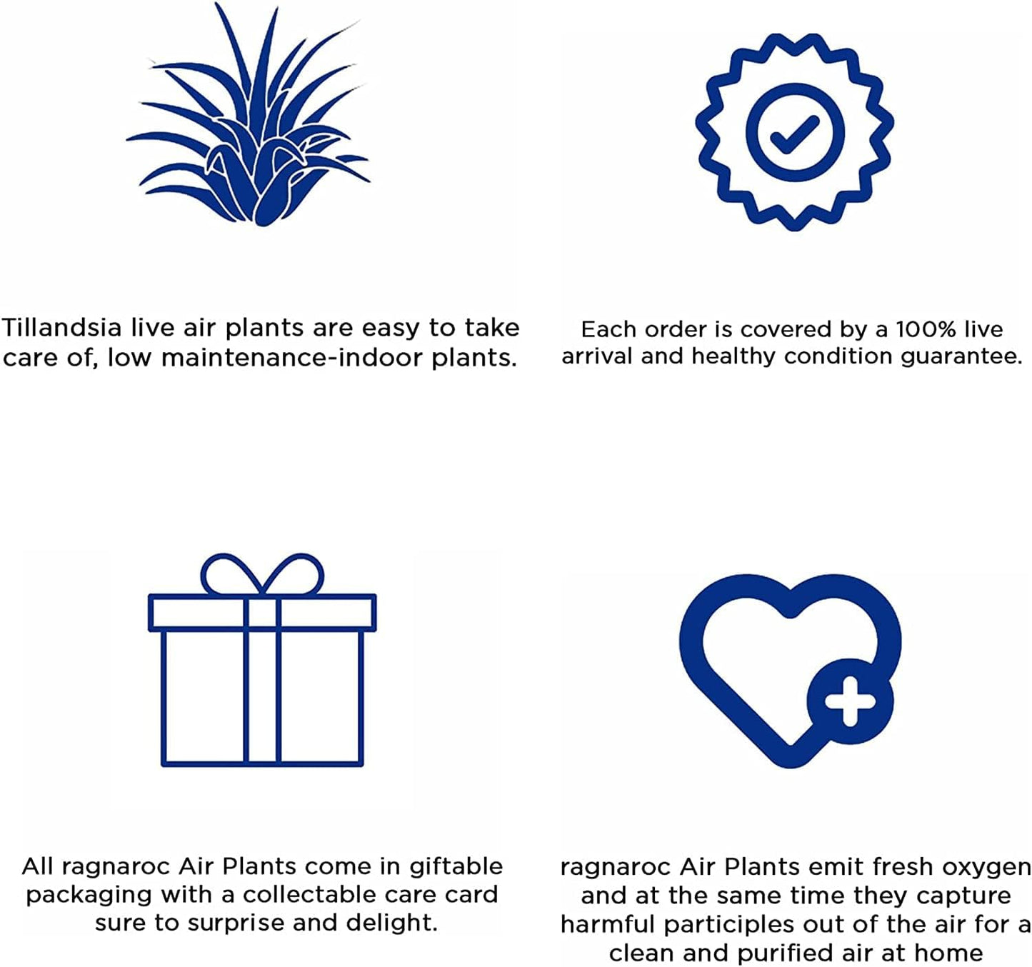 Air Plants - Tillandsia Funckiana, Large 5" - 2ct - Live Arrival Guaranteed - House Plants for Home Decor & Gift