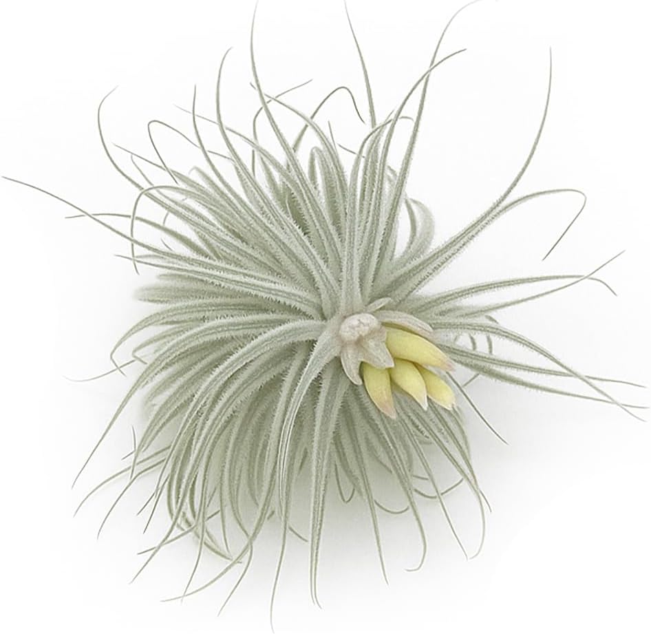 Live air Plant - Tillandsia Tectorum Air Plant 4-6" – 1ct – Unique Shape with Silvery Fuzz – Low Maintenance Houseplant – Perfect for Decor, Terrariums, Gifts - Live Arrival Guaranteed