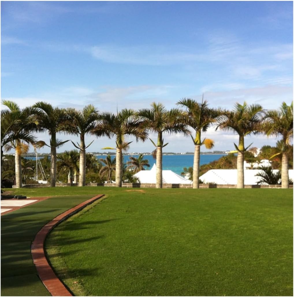 Brownie Brand Majestic Hulled Bermudagrass Seed | Premium Turf Grass for Dense, Drought-Resistant Lawns | Fast-Growing, Heat-Tolerant, Certified Seed for High-Traffic Areas. (1 Pound)