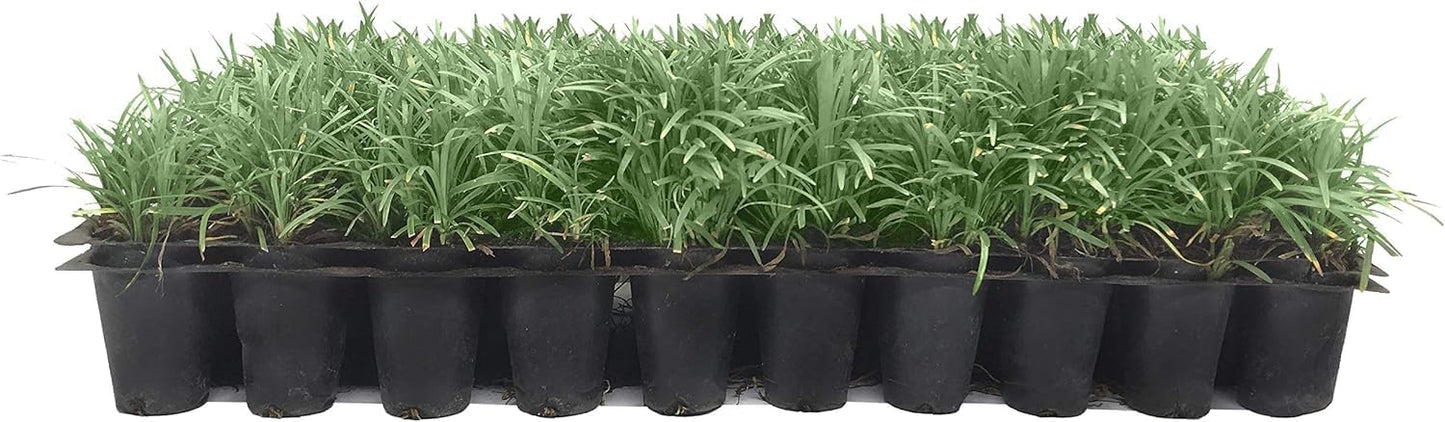Dwarf Mondo Grass | 60 Live Plants | Japonicus Nanus | Shade Loving Evergreen Lilyturf Groundcover