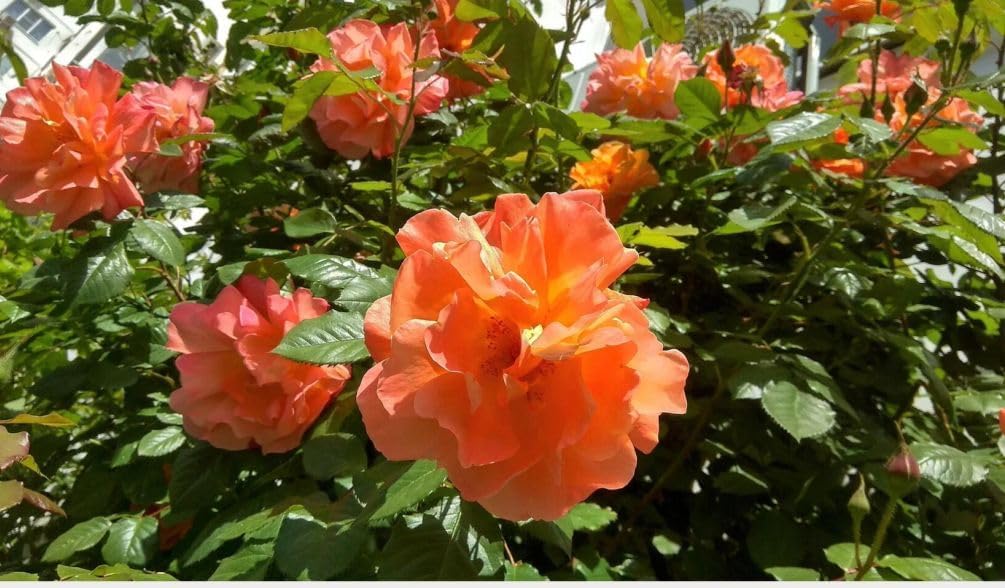 100pcs Pink Climbing Rose Vine Seeds - Amazing Growth and Beautiful Roses - Perennial Heirloom Non-GMO Outdoor