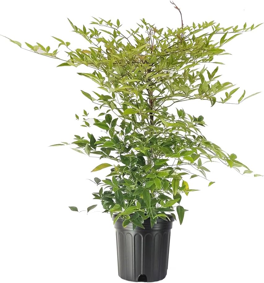 Heavenly Bamboo - Nandina Domestica - 3 Live Gallon Size Plants - Beautiful & Colorful Low Maintenance Foliage