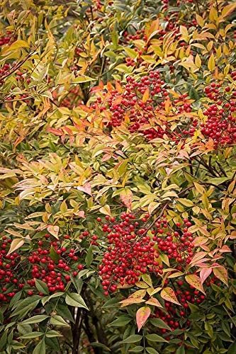 Heavenly Bamboo - Nandina Domestica - 2 Live Gallon Size Plants - Beautiful & Colorful Low Maintenance Foliage