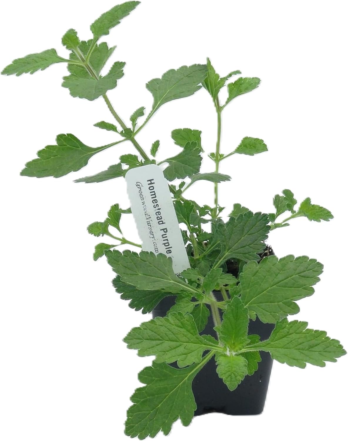 Greenwood Nursery: Live Perennial Plants - 'Homestead Purple' + Verbena Canadensis - [Qty: 2X Pint Pots] - (Click for Other Available Plants/Quantities)