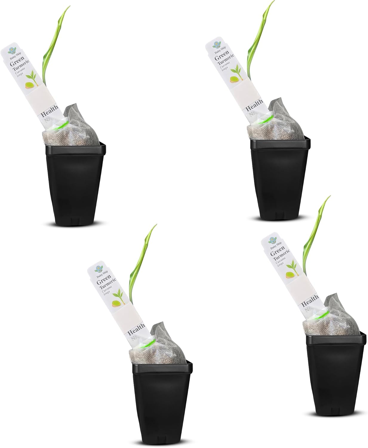 Green Turmeric Live Plant - (Curcuma aeruginosa) - Rare Medicinal Herb, Vibrant Pink Flowers, Ideal for Tropical Gardens (4 Green Turmeric Cups)