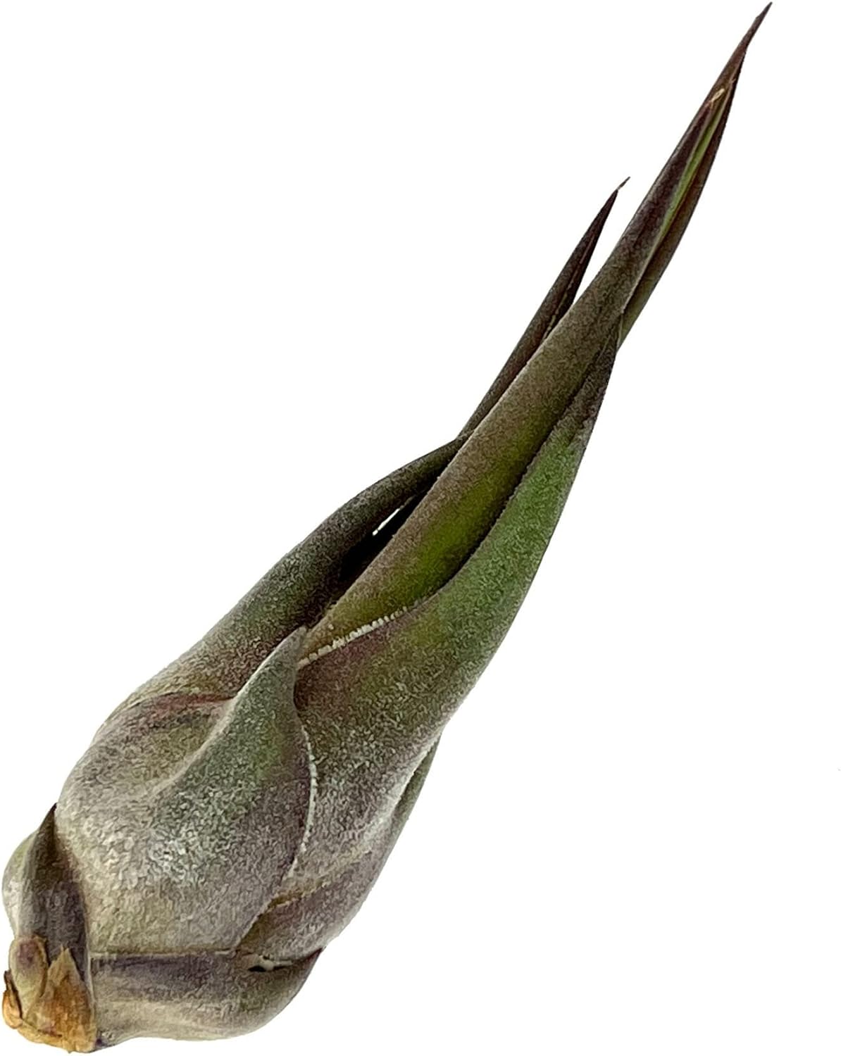 Air Plants - Tillandsia Seleriana, Large 4-6" - 5ct - Live Arrival Guaranteed - House Plants for Home Decor & Gift