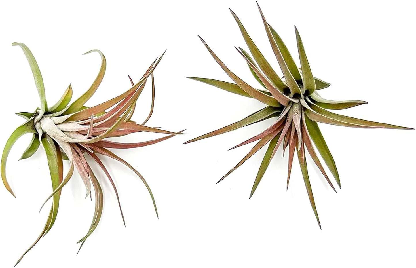 Air Plants - Tillandsia Brachycaulos Abdita, Large 4-6" - 2 ct - Live Arrival Guaranteed - House Plants for Home Decor & Gift