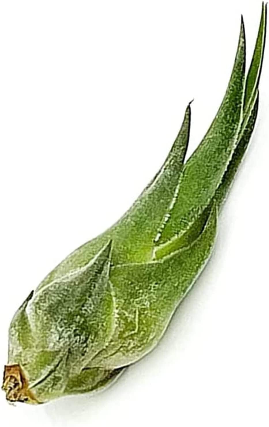 Air Plants - Tillandsia Seleriana, Large 4-6" - 3ct - Live Arrival Guaranteed - House Plants for Home Decor & Gift