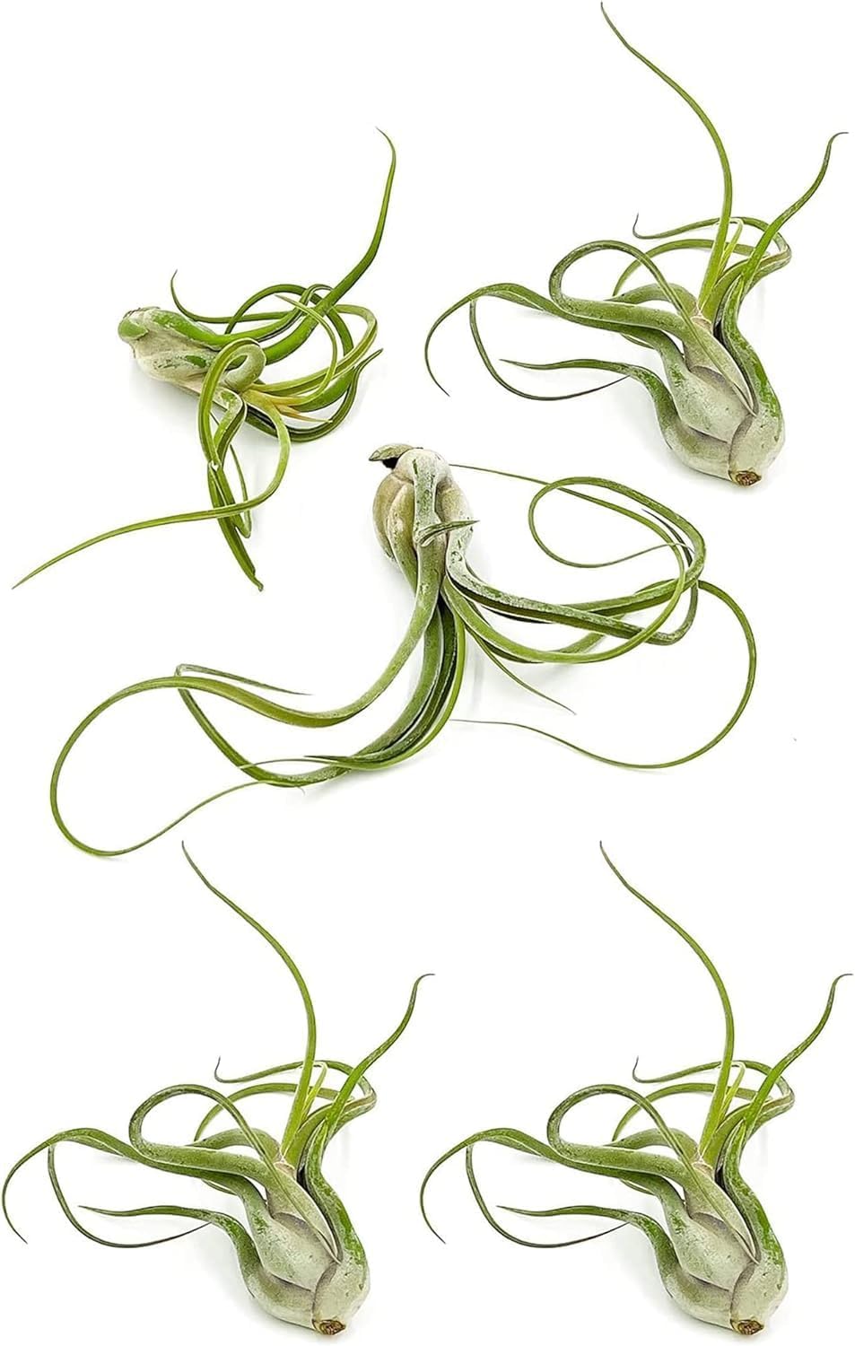 Air Plants - Flowering Tillandsia Caput Medusae, Large 5-7" - 5ct - Live Arrival Guaranteed - House Plants for Home Decor & Gift