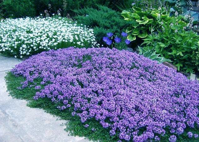 20,000+ Creeping Thyme Seeds Ground Cover, Non-GMO Perennial Flower Seeds, Hardy Thymus Serpyllum, Creeping Phlox Alternative for Landscaping & Garden Paths (Purple)