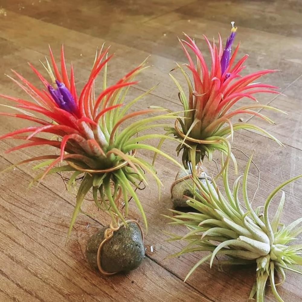 Red Tillandsia Air Plants Live, Set 20 Live Plant, Tillandsia Plants, Succulents Plant Live, Indoor and Outdoor House Plant
