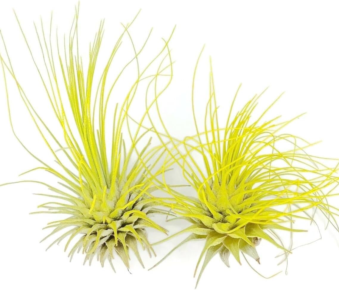Thin Air Plant, Guatemala Tillandsia Live Airplant, Healthy Arrival Guaranteed, Great Indoor Plant, Home Decor & Gift (2 Yellow)