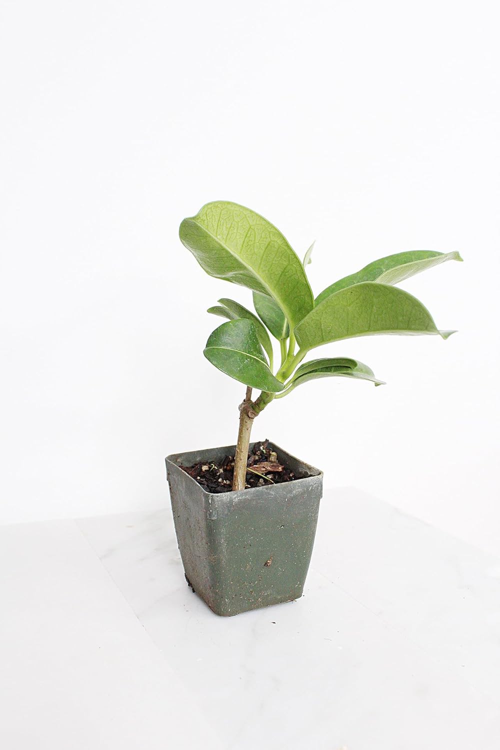 Generic Stephanotis Floribundas Madagascar Jasmine Vine | 2 inch Pot | Fairy Garden (1), green