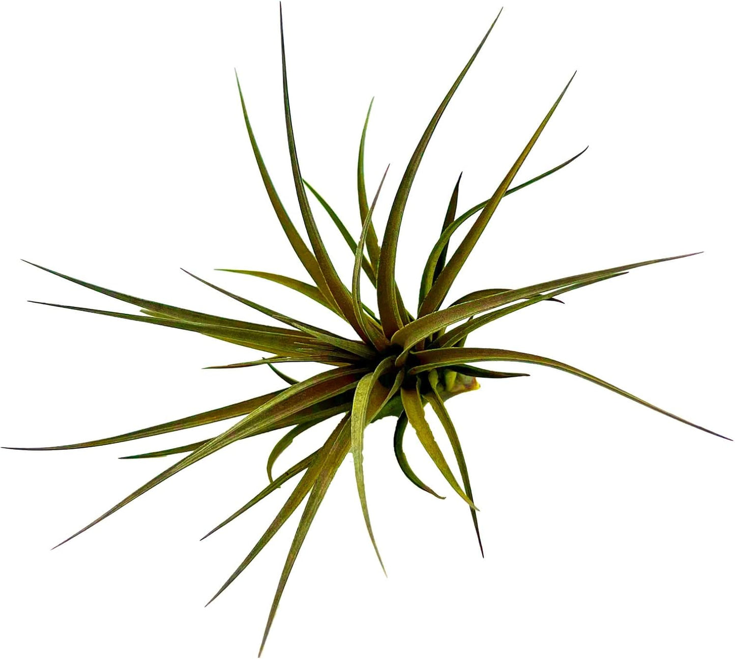 Air Plants - Flowering Tillandsia Stricta Large 5" - 1ct - Live Arrival Guaranteed - House Plants for Home Decor & Gift