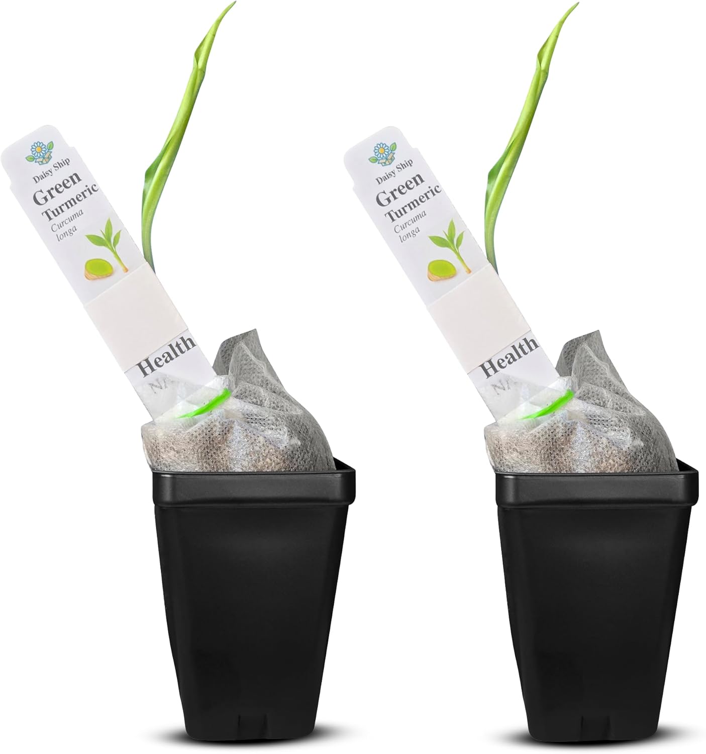 Green Turmeric Live Plant - (Curcuma aeruginosa) - Rare Medicinal Herb, Vibrant Pink Flowers, Ideal for Tropical Gardens (2 Green Turmeric Cups)