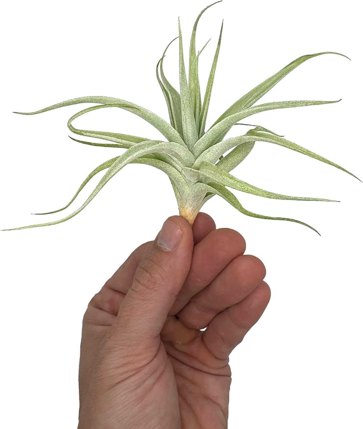 Live Air Plants - Tillandsia Albida 3-5" - 2ct – ragnaroc Live Indoor Plant - Live Arrival Guaranteed - House Plants for Home Decor & Gift